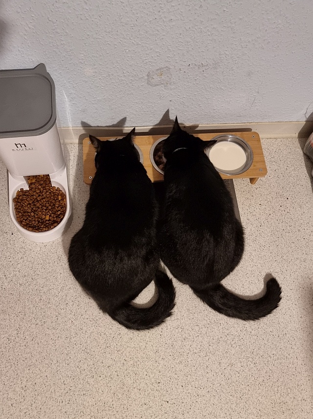 ../images/fotoalbum/katzen/2025-11-18 17.34.53